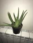 Aloes doniczkowy