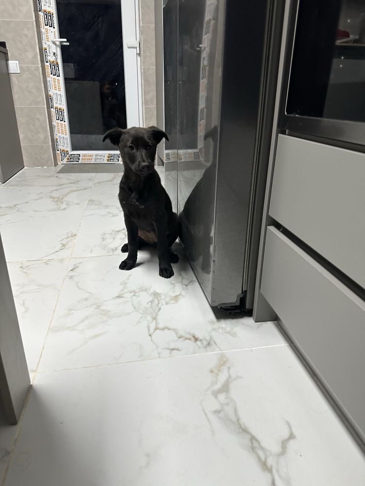 Cadela 6 meses porte pequeno médio