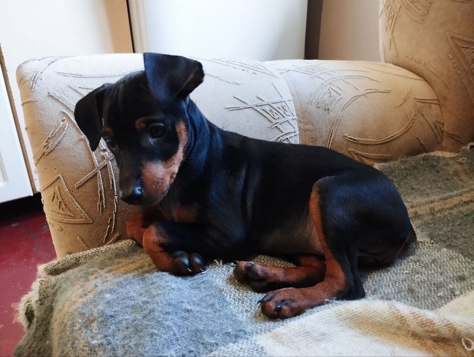 Продаю цуценят цверг пінчера