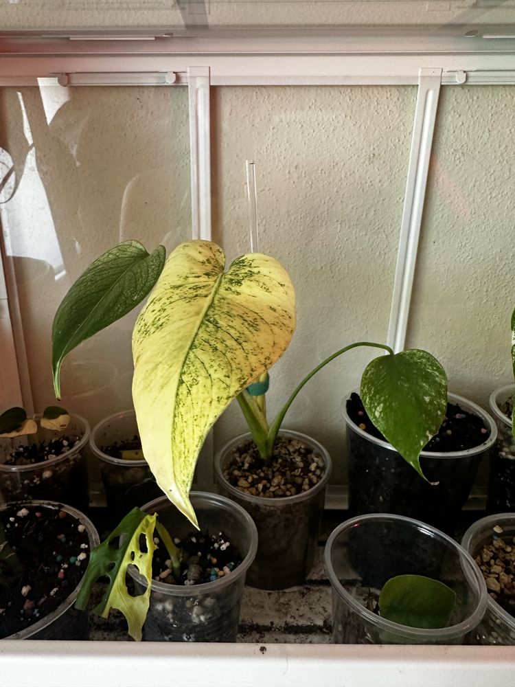 Monstera Deliciosa Mint