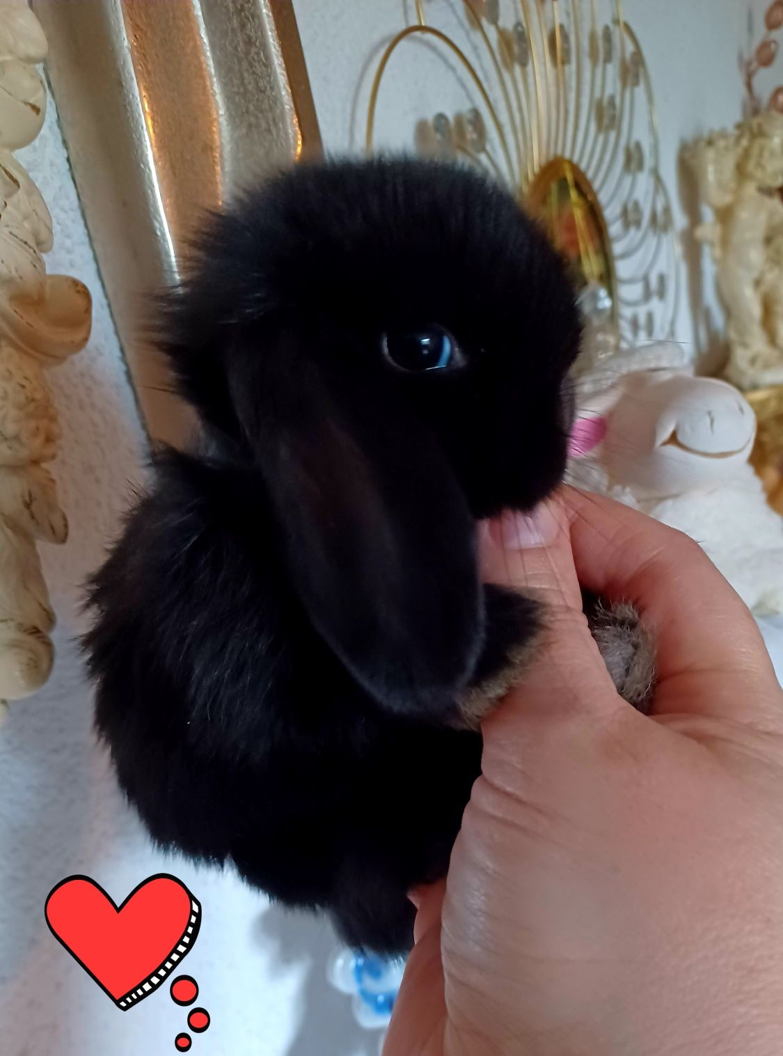 Kroliczki mini lop miniaturka hodowla zarejestrowana