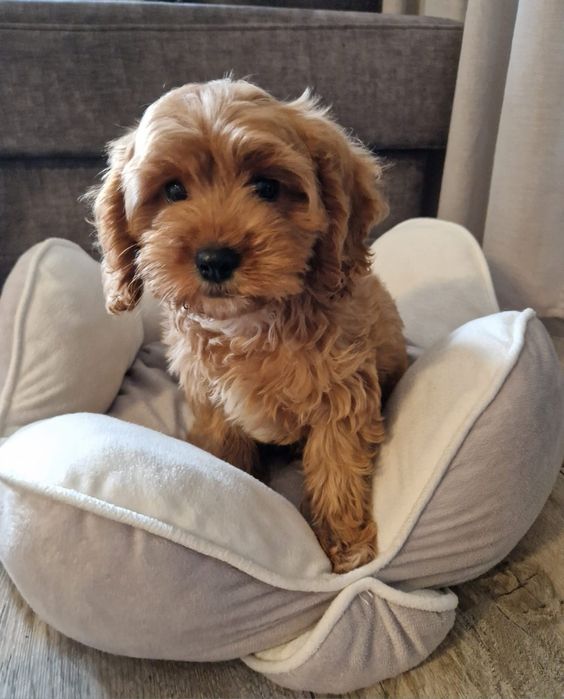 Pudel toy& cavalier piesek cavapoo