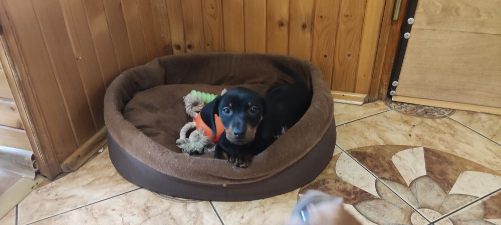 Jamnik krótkowłosy czarny podpalany samczyk