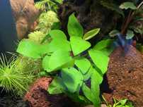 Anubias Petite Nana Gold mini