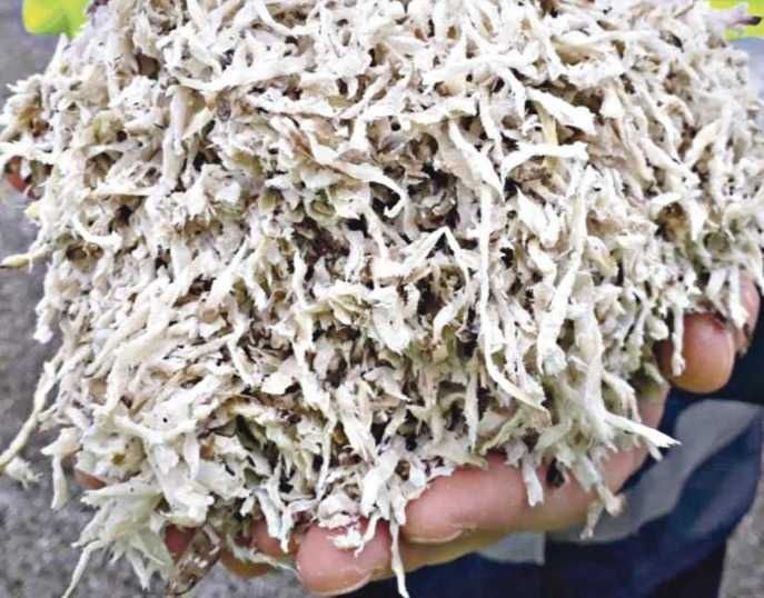 Wysłodki buraczane z dostawą na miejsce