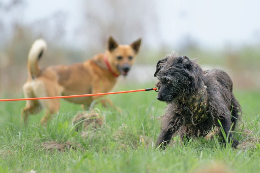 Migotka, piekna sunia do adopcji