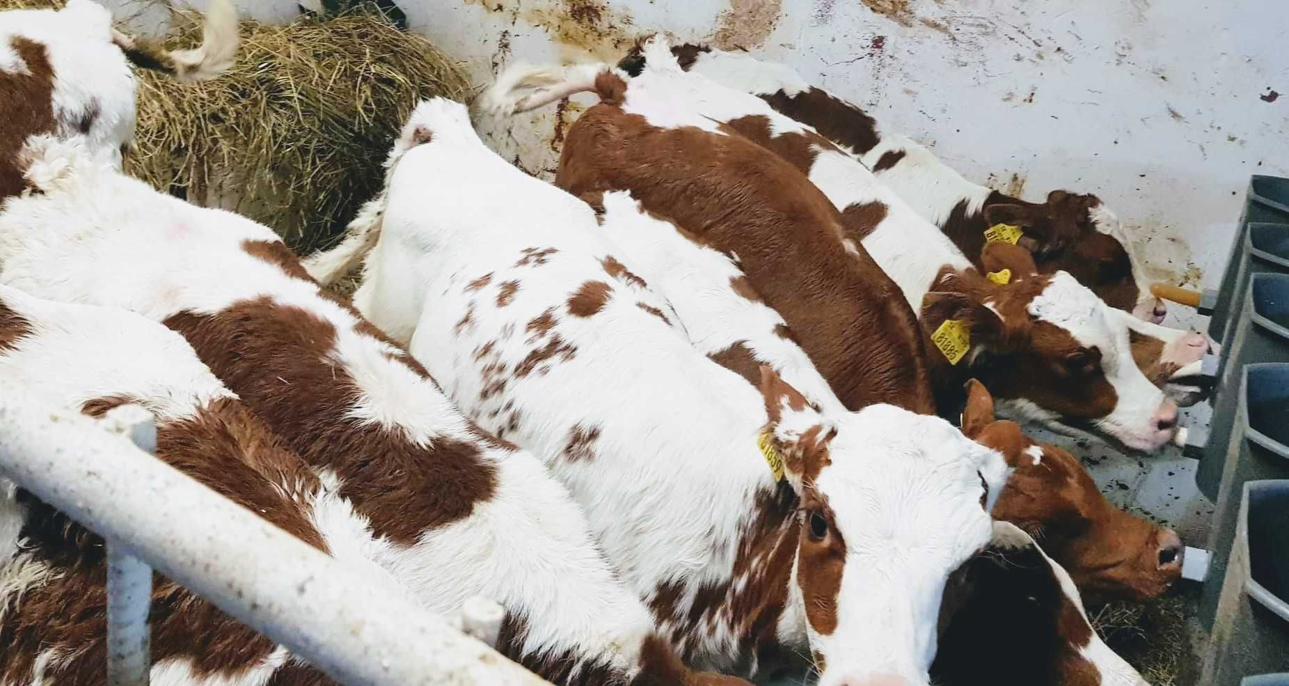 Cielęta w niskiej cenie!