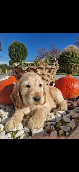 Cocer spaniel angielski szczeniak