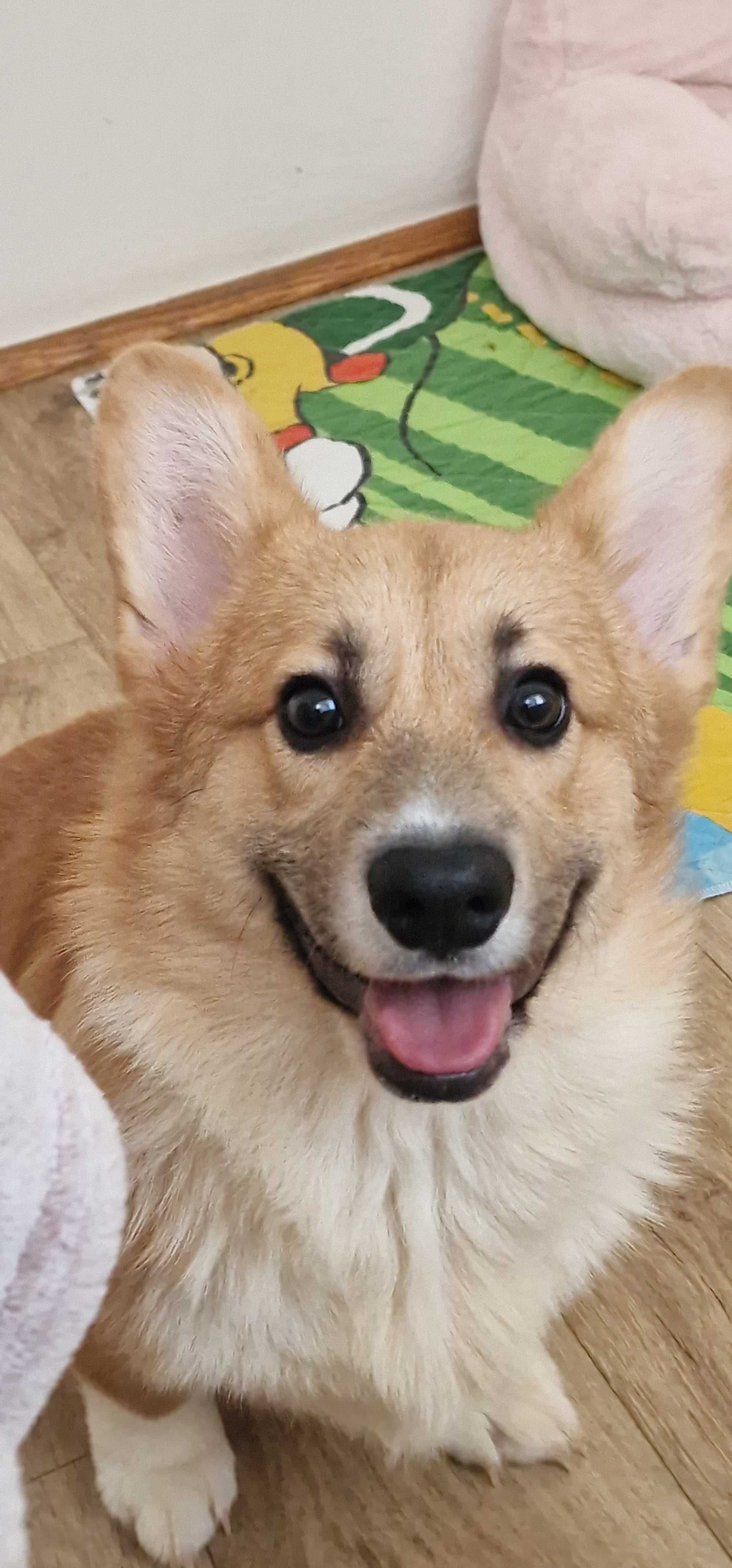Welsh Corgi Pembroke,  piesek z długim ogonkiem