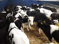 Jałówki Mleczne HF,RW na krowę, 60-100kg dowóz, Cielęta Mięsne