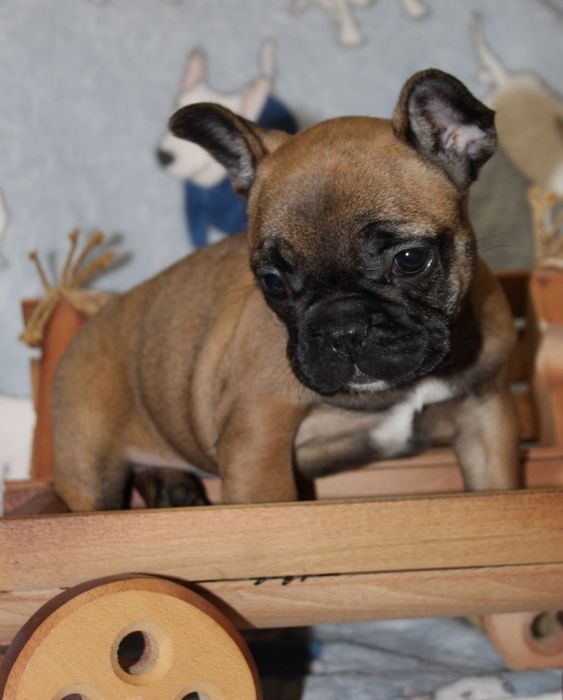 Маленька красуня вкраде ваше серце