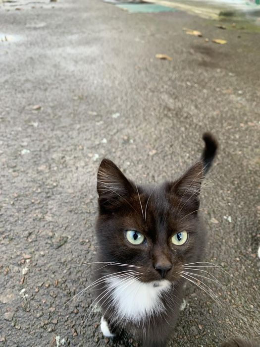 Кіт хлопець чорного кольору