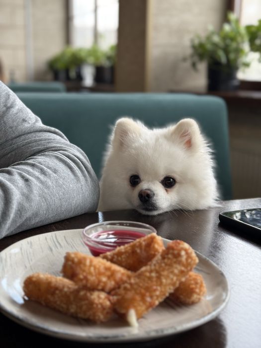 Злучка померанського шпіца, шукаємо пару для шпіца