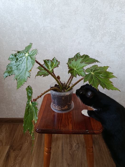 Бегонія кімнатна