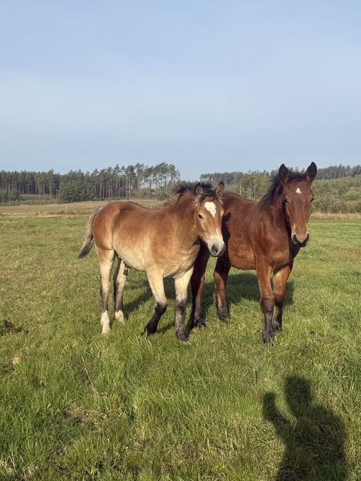 Klacz typ pogrubiony źrebna