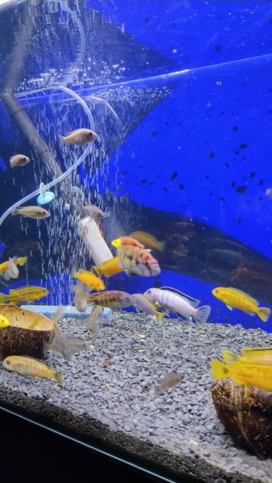 Ryby Pyszczaki Yellow Saulosi Rock Kribensis Acei inne