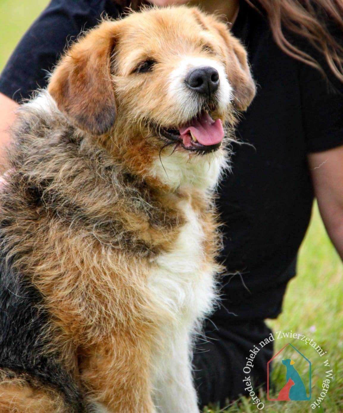 ŚLICZNY, ŁAGODNY, oddany - kocha ludzi, lubi bawić się piłką ADOPTUJ