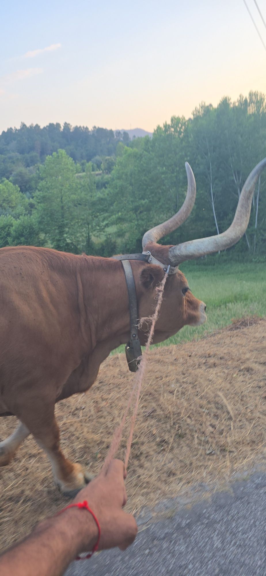 Vaca e vitela femea