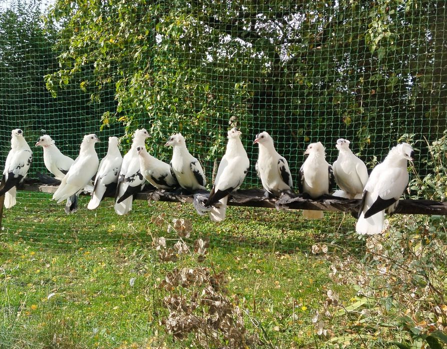 Gołębie ozdobne Saksońskie bociany