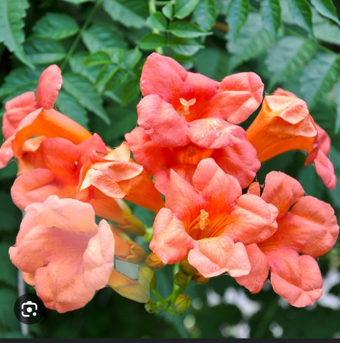 Кампсис (текома) многолетняя лиана