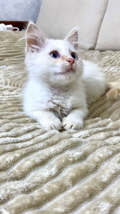Кошенята хлопчик і дівчинка 2,5 місяці