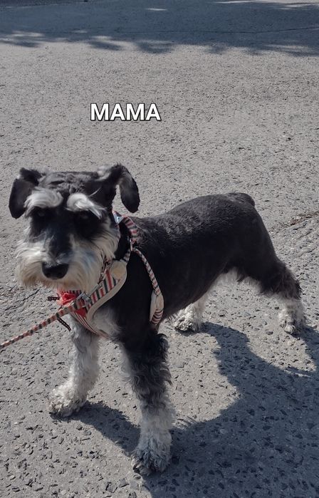 Sznaucer miniaturowy-wielkie serce wspaniały  inteligencjia