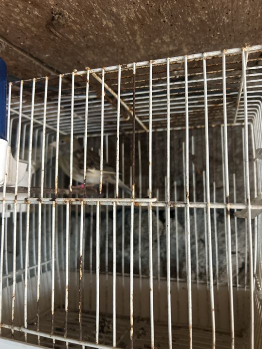 Canaria femea de 2022