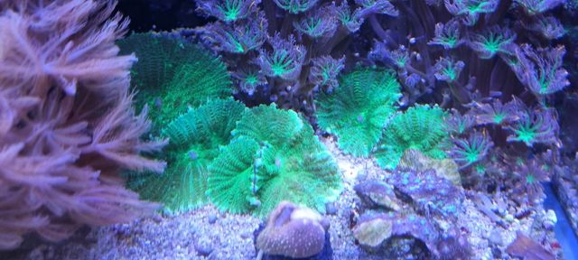 Discosoma zielona akwarium morskie szczepki