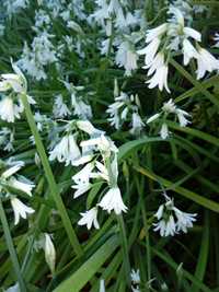 Bolbos de Andorinhas (flores brancas)