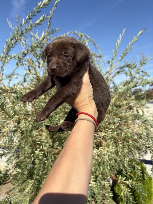 Labrador retriever