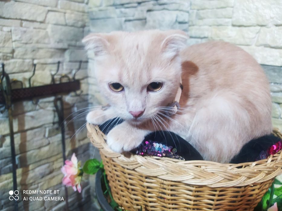 Шотландские вислоухие котята