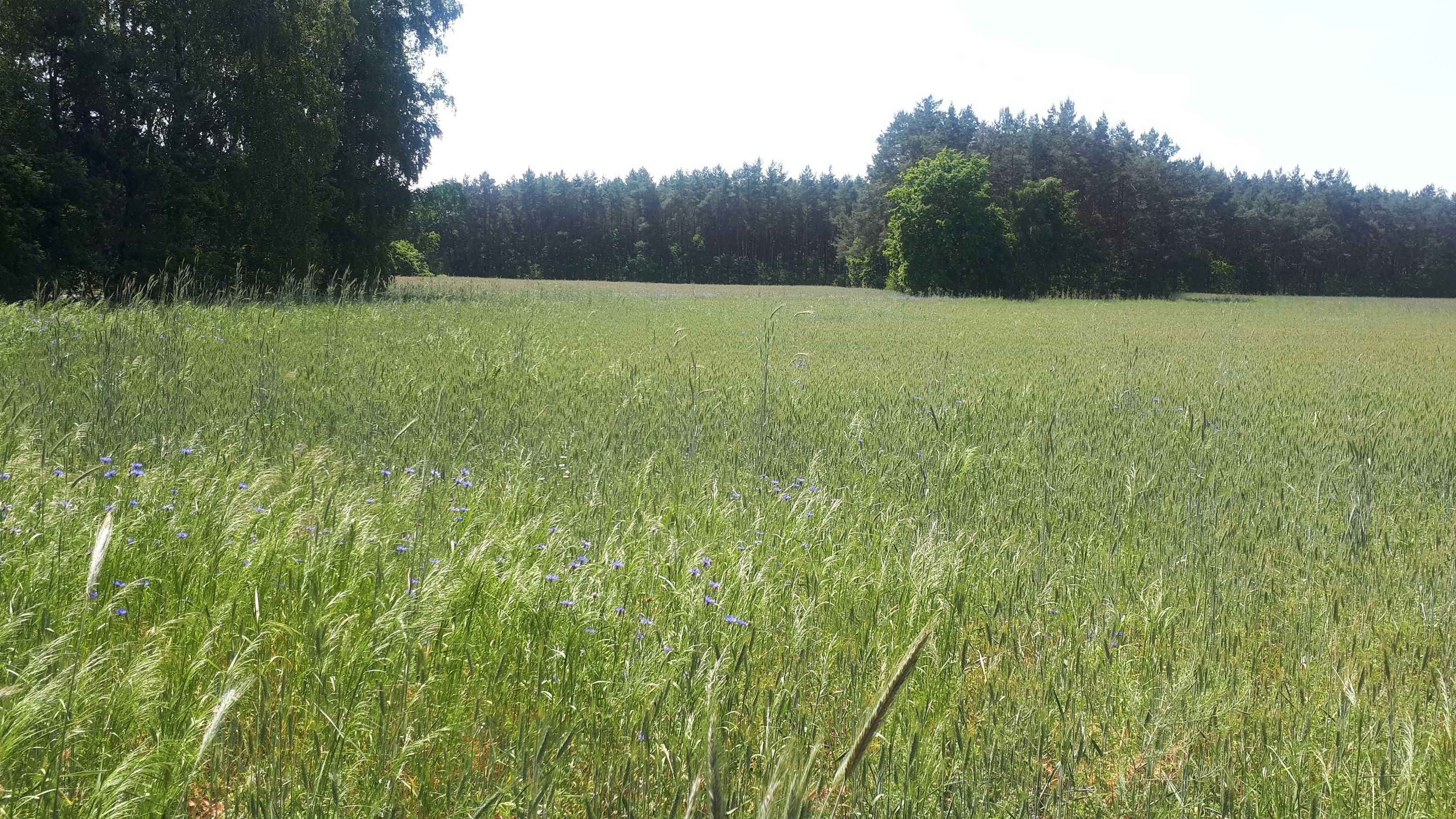 Działka rolna 9,66 ha