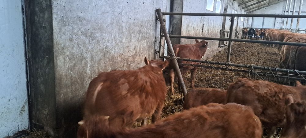 Odsadki limousine hereford byczki jałówka