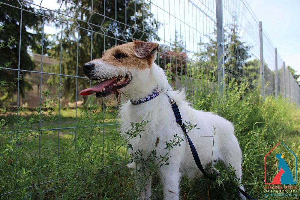 Piesek Oskar szuka domu!