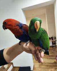 Благородные попугаи ,эклектус выкормыши мальчик и девочка
