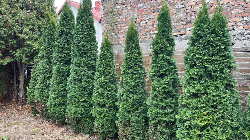 tuja szmaragd 2,5-4 m, cis pospolity, tuje, żywopłot,