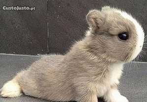 Mini coelhos anões+Gaiola nova+alimentação adequada