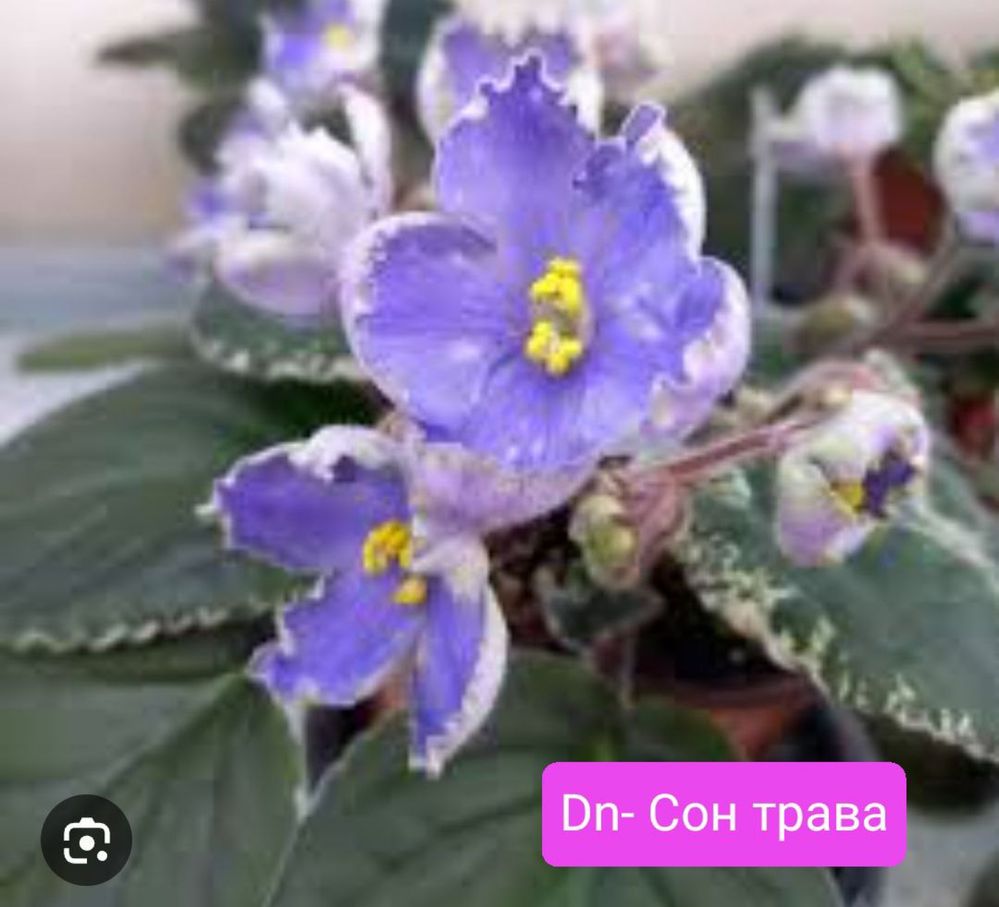 Фіалка,набір 10 шт