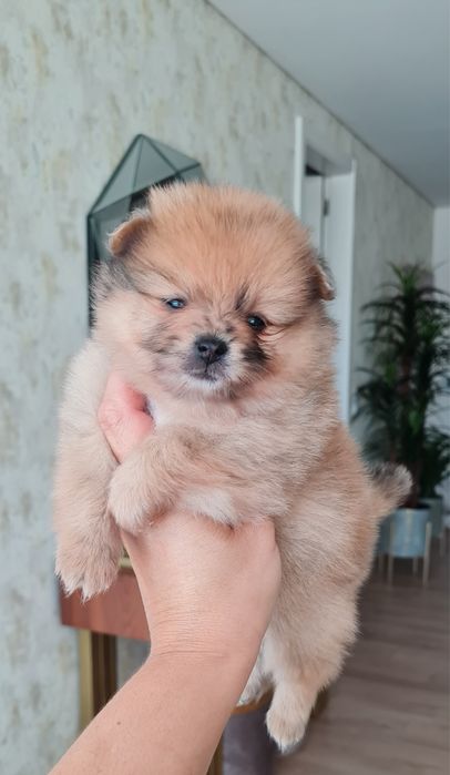 Estupenda Lulu da Pomerânia / Spitz Alemão Anão de Qualidade