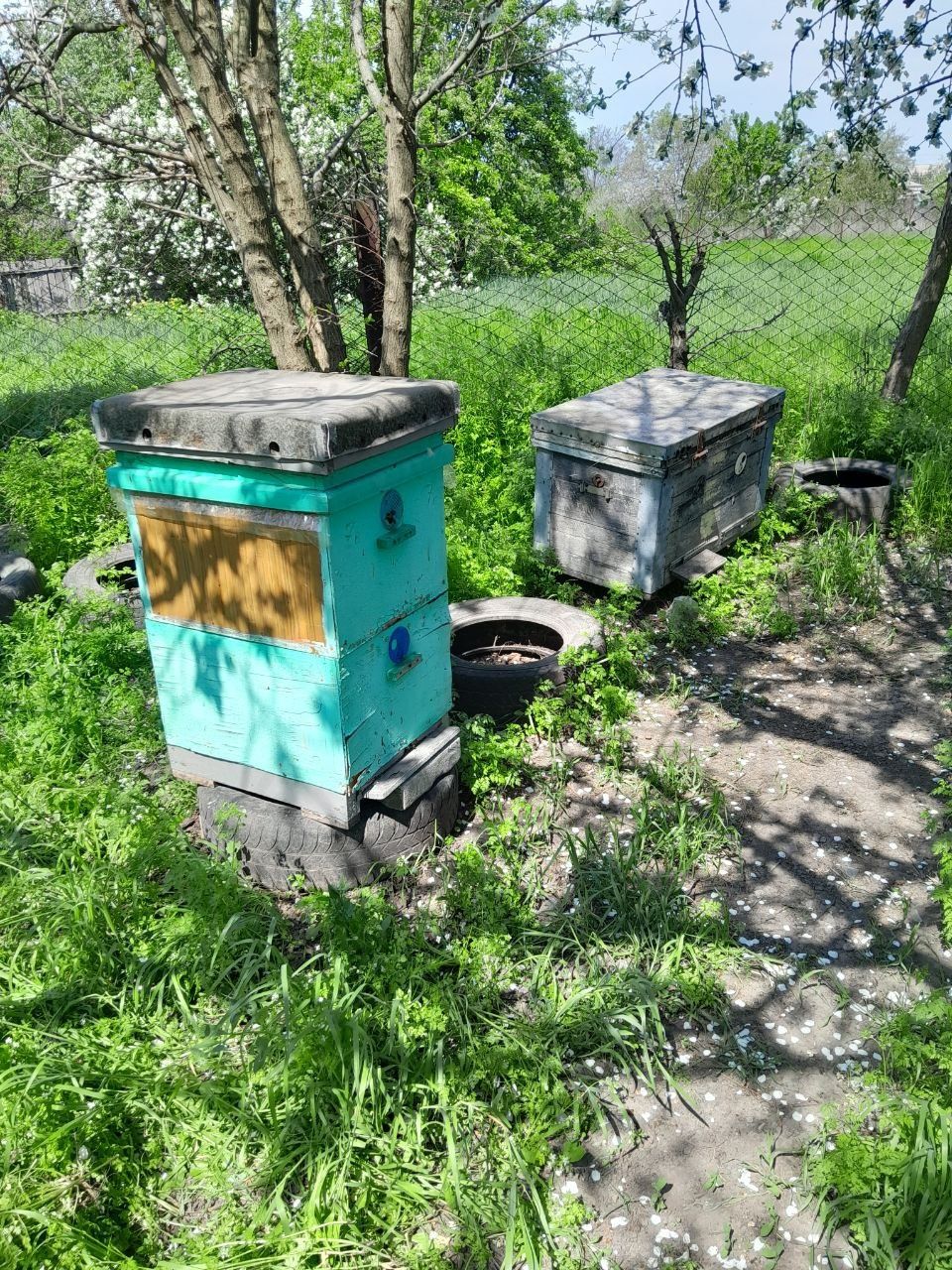 Продам вулики, медогонку і інвентар