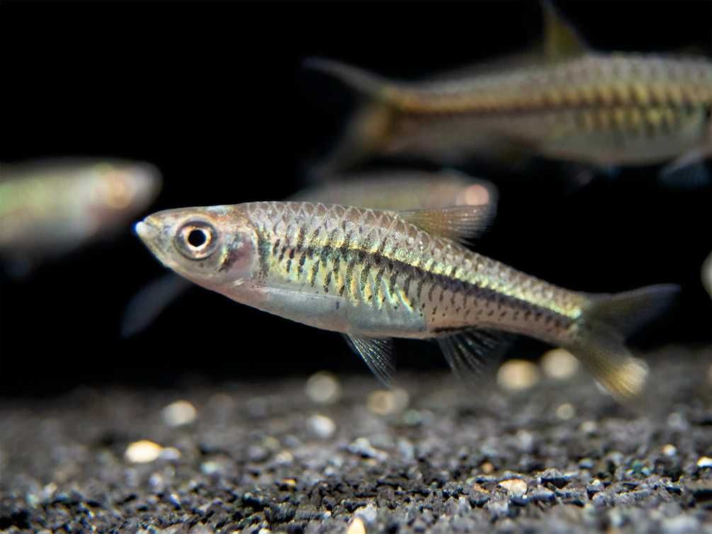 Razbora vulcanus - Rasbora - dowozimy do klienta, wysyłamy