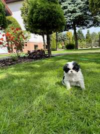 Chin Japoński ZKWP .  Nie cavalier nie pekińczyk nie Shih tzu