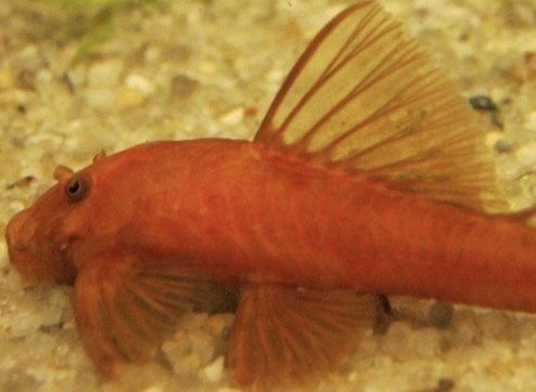 Glonojad Super Red
