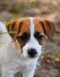 Jack Russell Terrier FCI suczka
