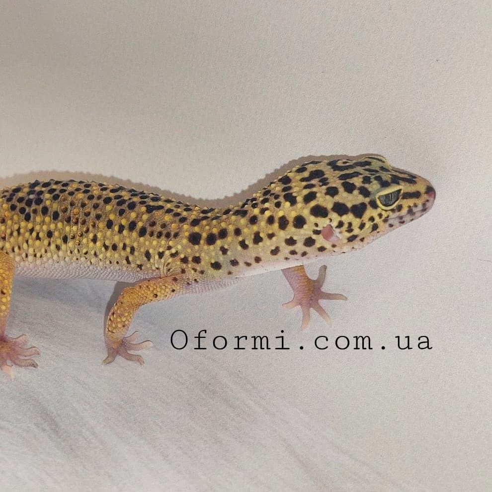 Эублефар или леопардовый геккон стандартного окраса. Ручные ящерицы