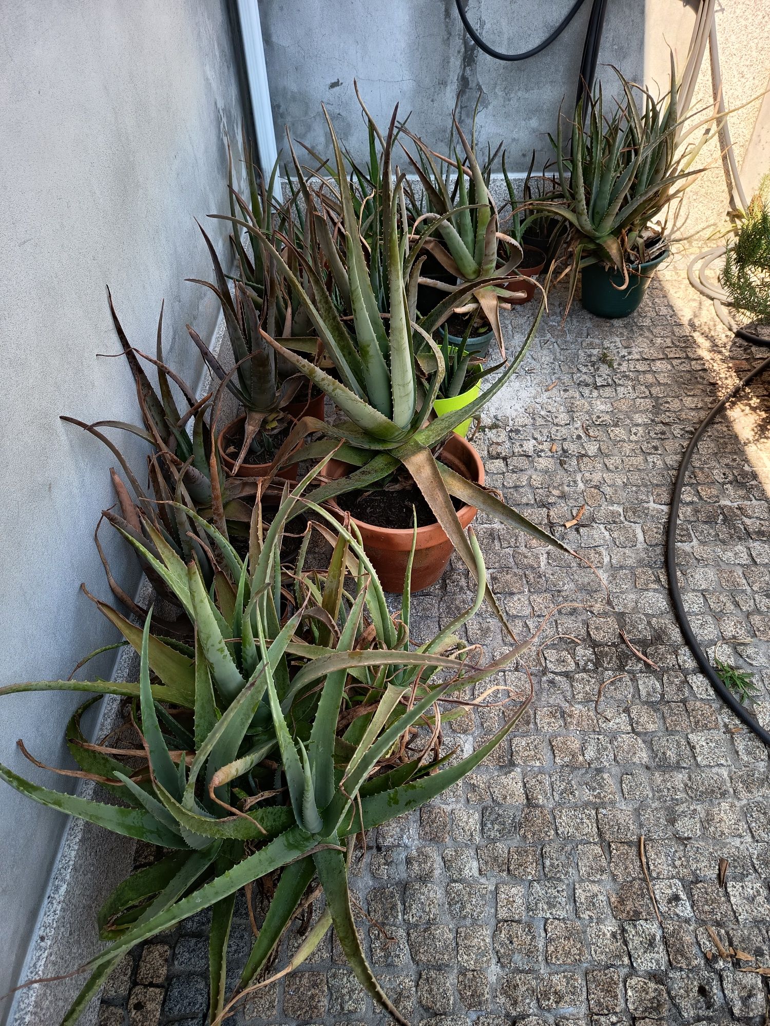Aloé Vera biológico