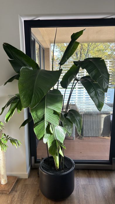 Strelicja regina nikolai