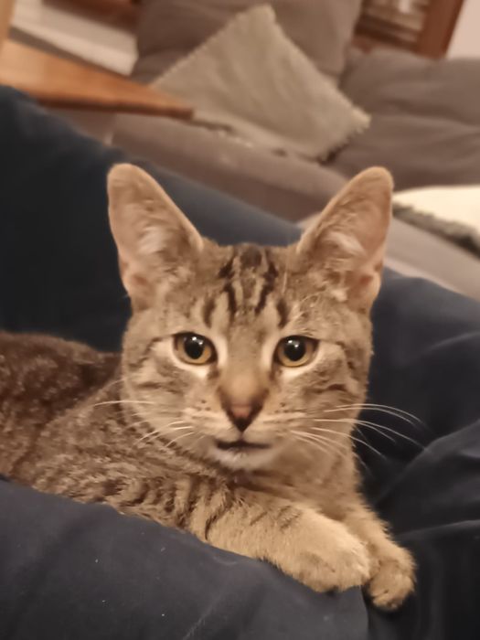 Kot, kotek, kocur, kocurek