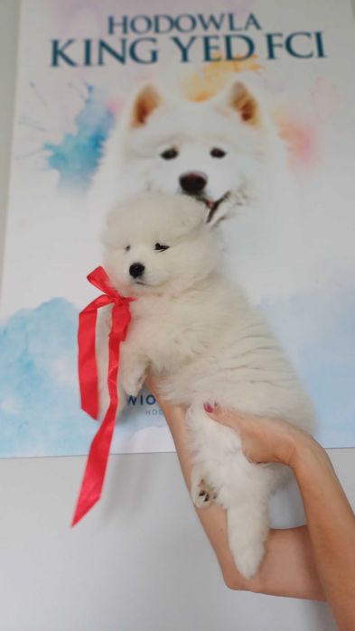 Samoyed ZKwP FCI chłopiec