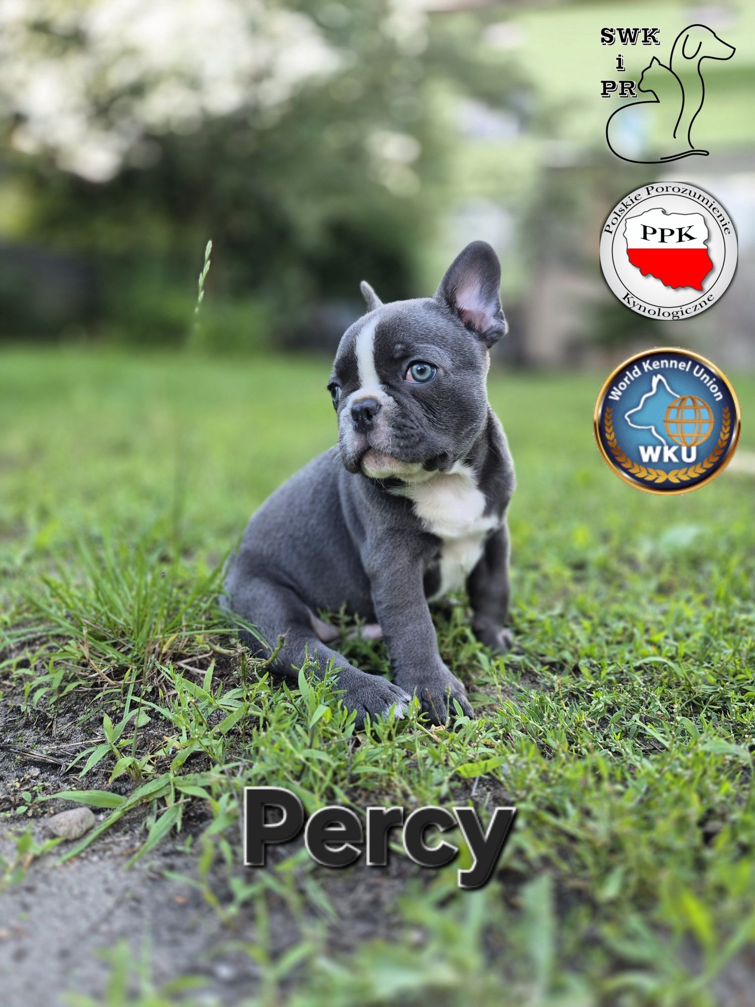Buldog Francuski niebieski/blue piesek Percy